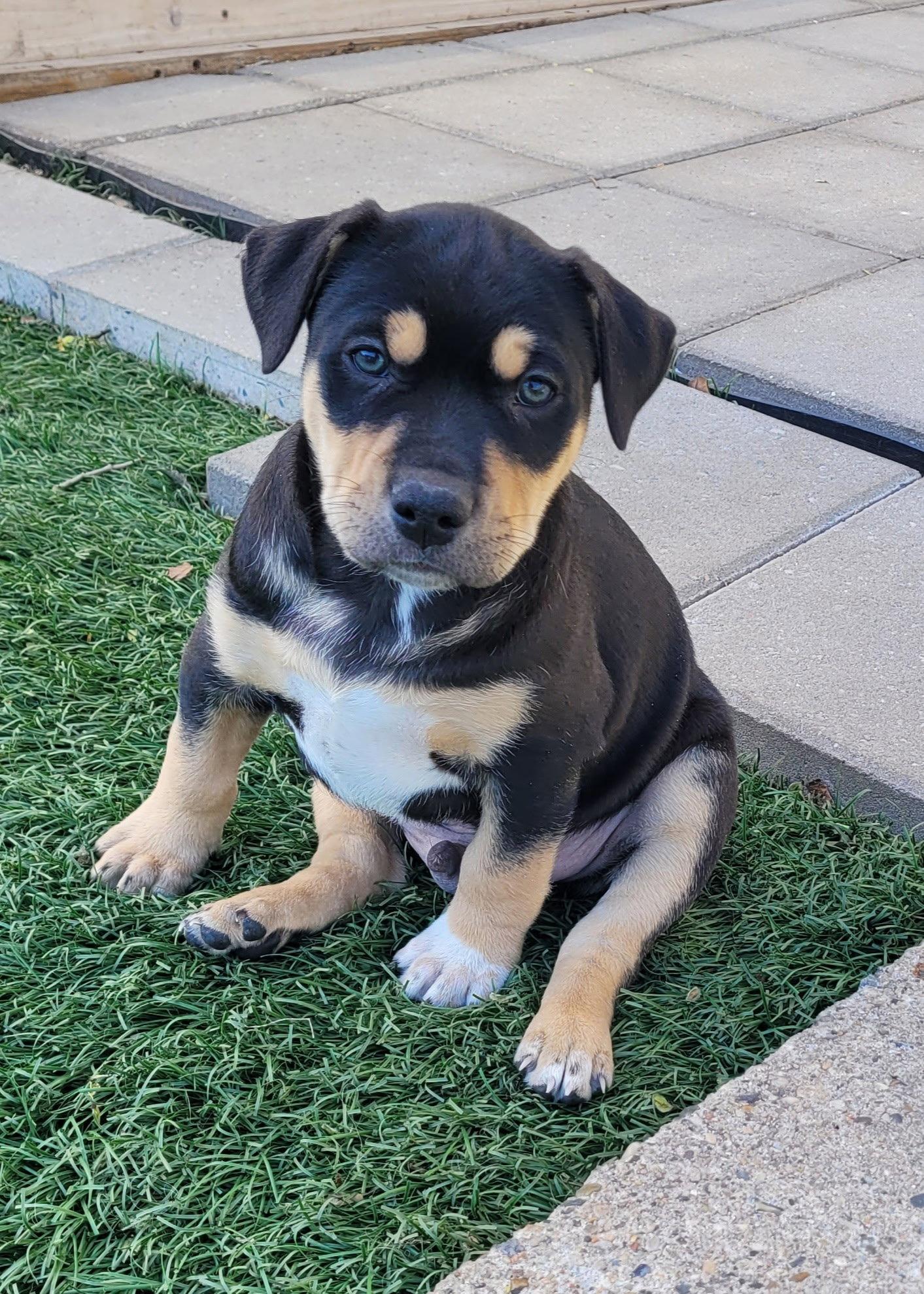 Oregano, Adoptable, Puppy Male Terrier.