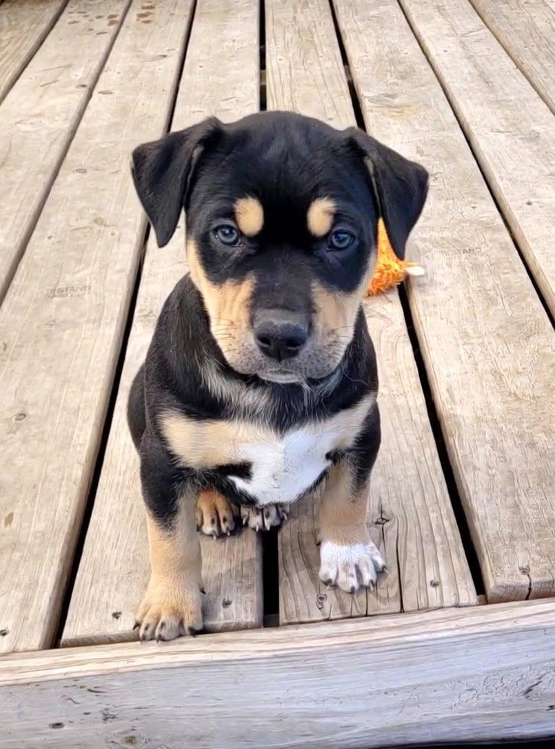 Enlarge Oregano, a Adoptable Terrier in West Des Moines, IA image 2/3