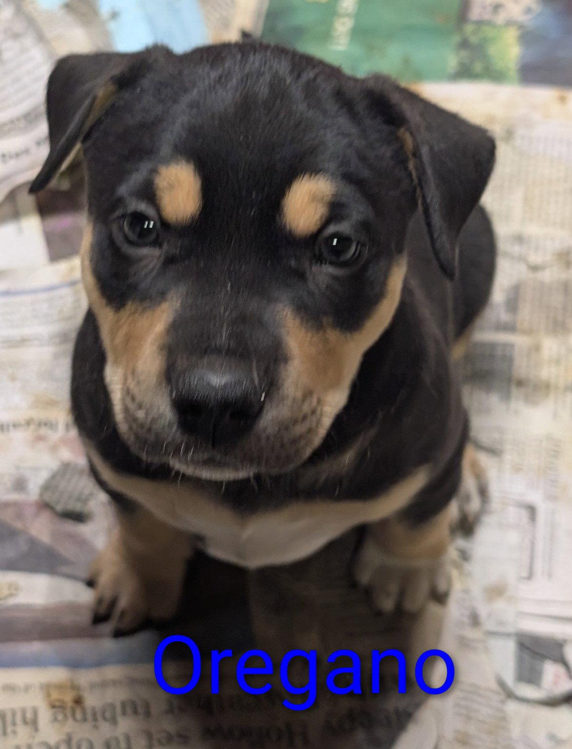 Enlarge Oregano, a Adoptable Terrier in West Des Moines, IA image 3/3