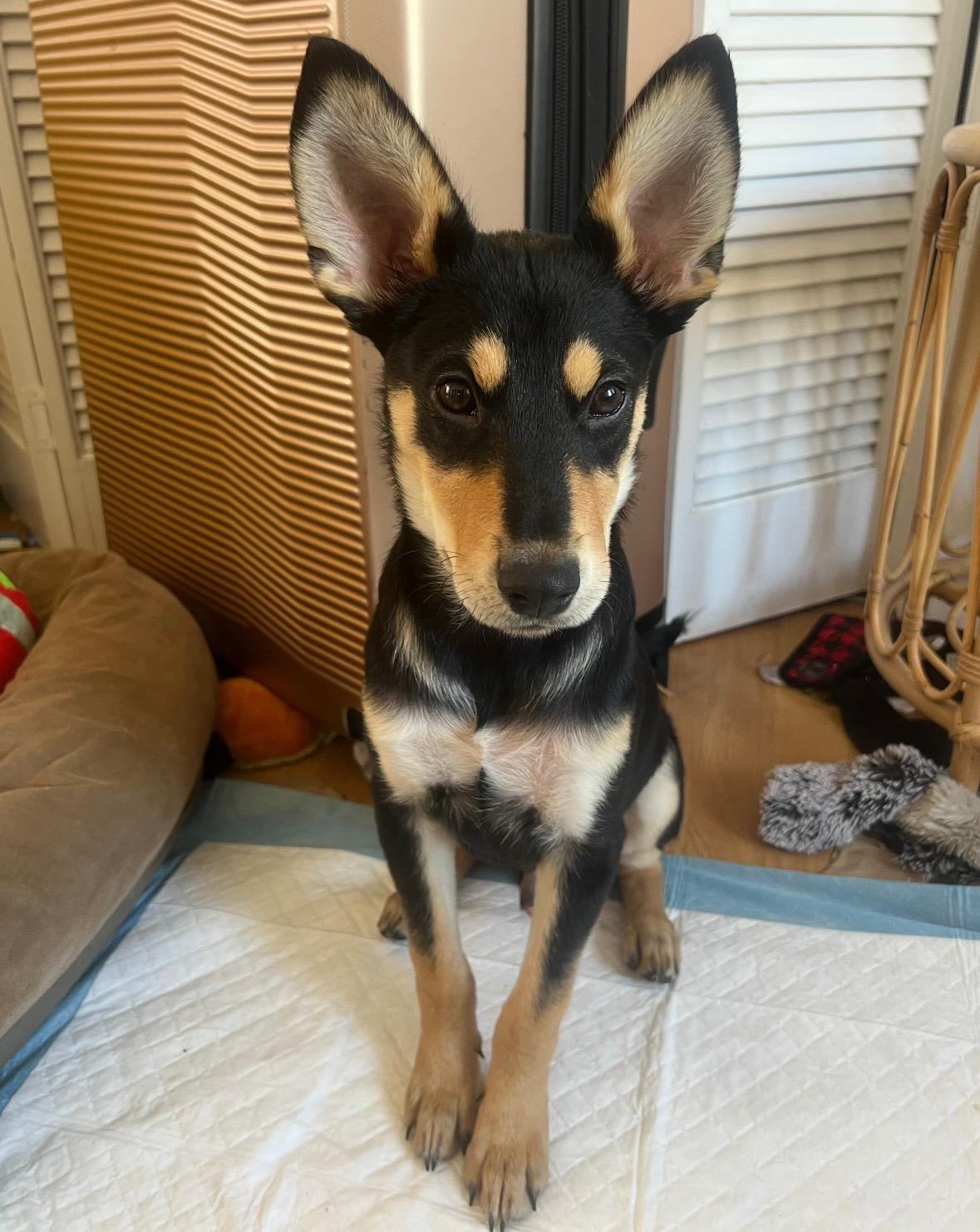 Meelo - the Floppy-Eared Babe, an adoptable mixed breed in Ojai, CA image 5/6