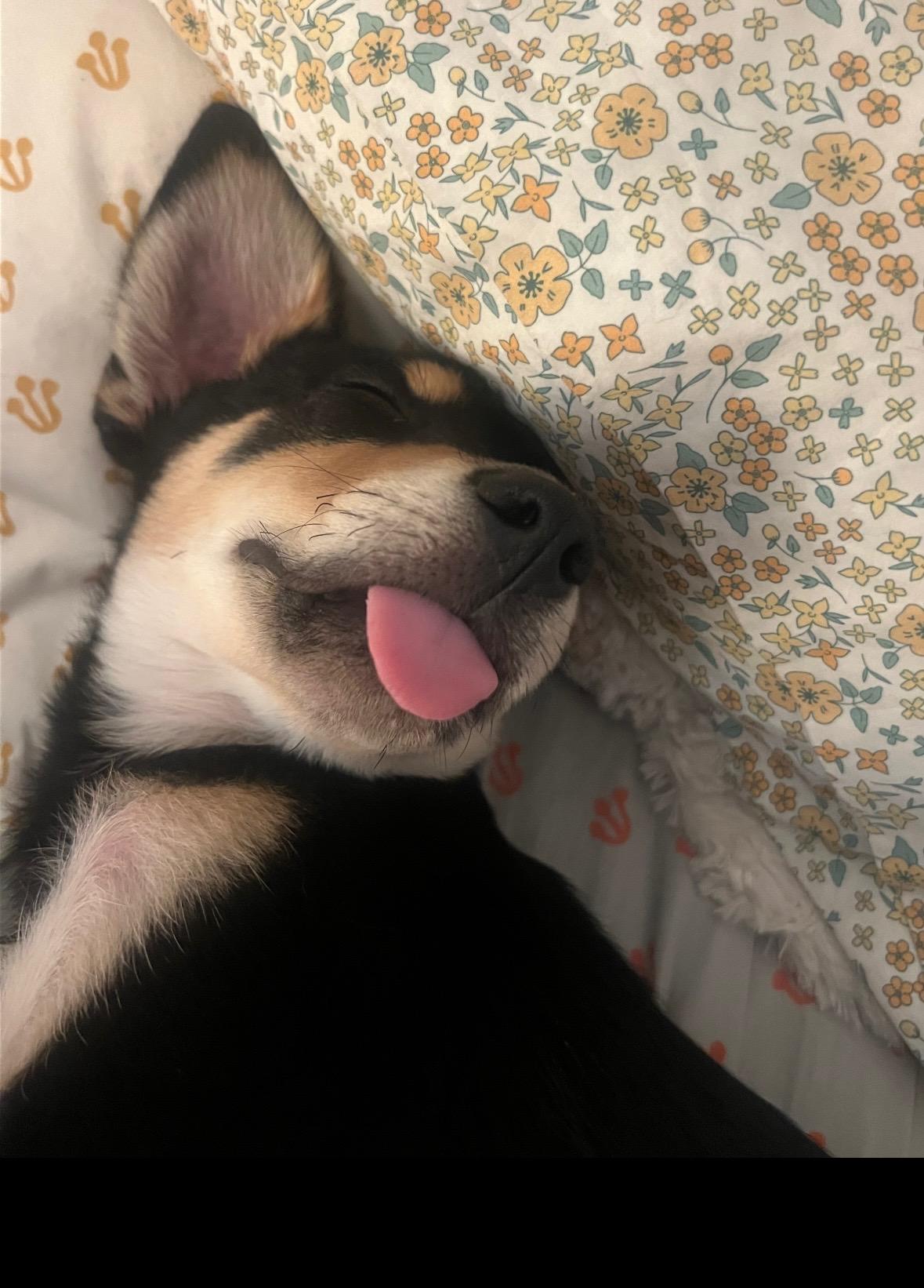 Meelo - the Floppy-Eared Babe, an adoptable mixed breed in Ojai, CA image 6/6