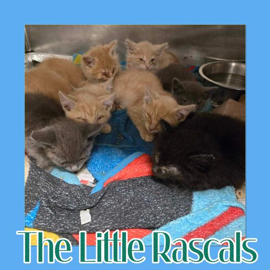 Enlarge Jeff, a Adoptable Domestic Short Hair in Chicago, IL image 4/4