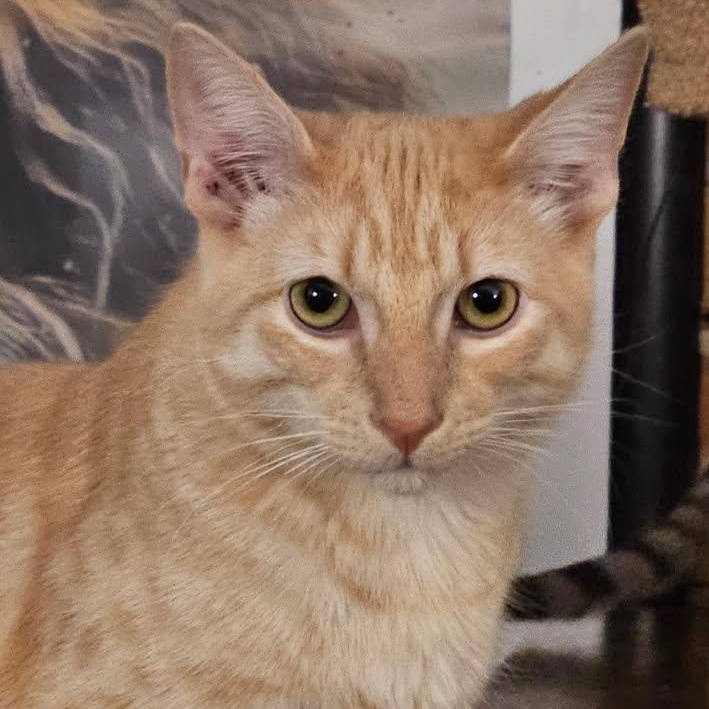 Jeff, Adoptable, Young Male Domestic Short Hair.