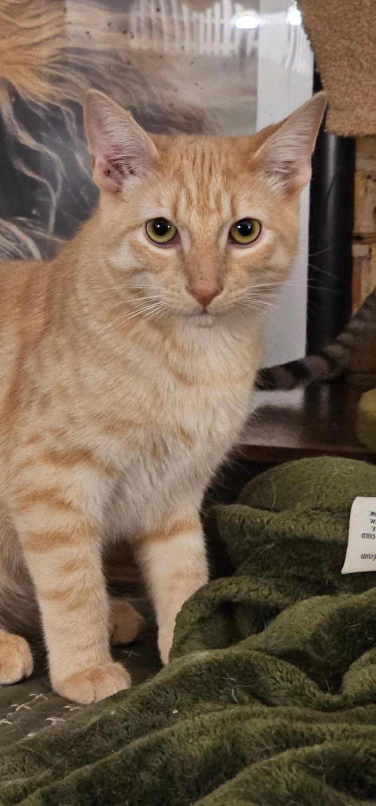 Enlarge Jeff, a Adoptable Domestic Short Hair in Chicago, IL image 2/4