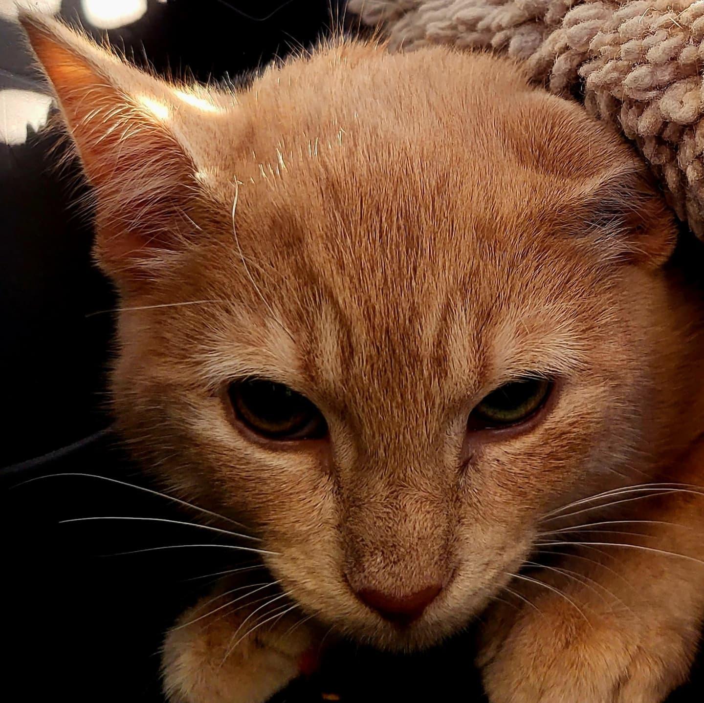 Enlarge Jeff, a Adoptable Domestic Short Hair in Chicago, IL image 3/4