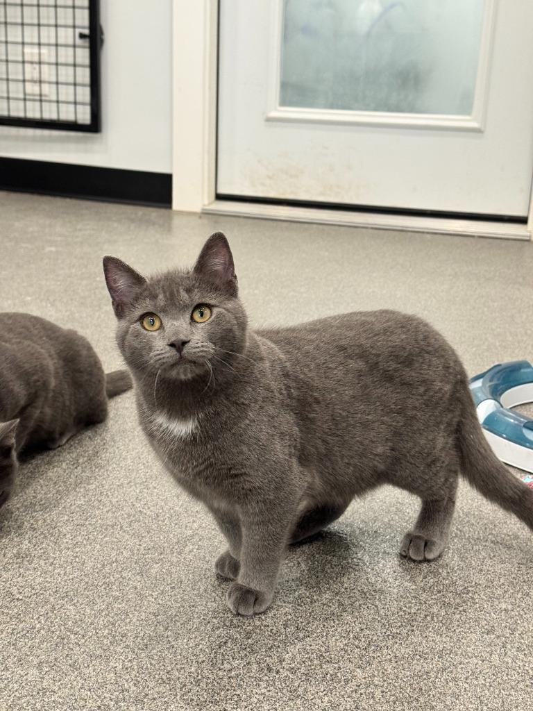 Enlarge Montreal, a Adopted mixed breed in Lunenburg, VT image 1/4