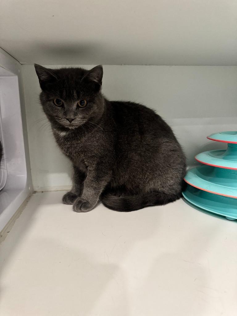 Montreal, Adoptable, Kitten Male Domestic Short Hair.