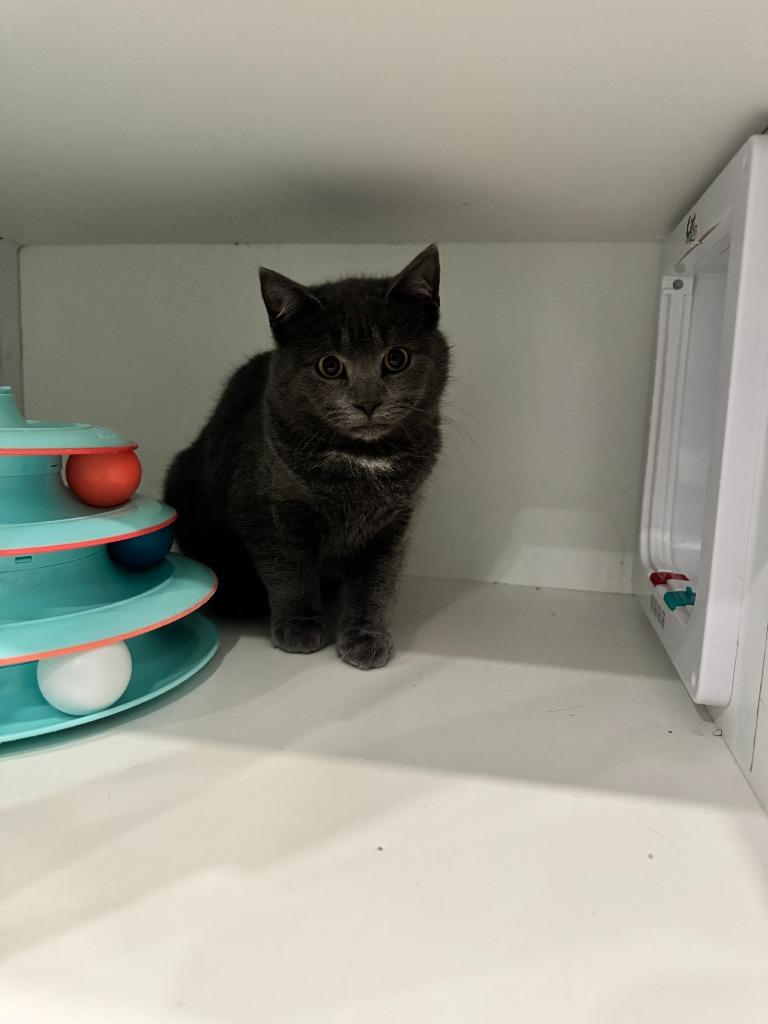 Enlarge Montreal, a Adoptable mixed breed in Lunenburg, VT image 2/3