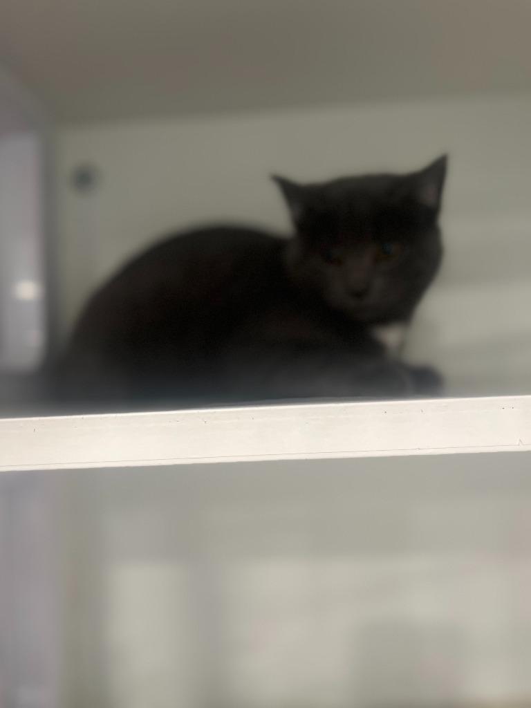 Enlarge Montreal, a Adoptable mixed breed in Lunenburg, VT image 3/3