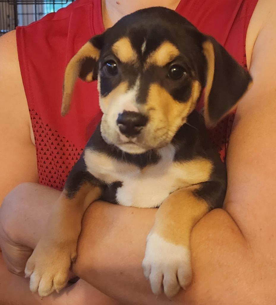 Abelia, Adopted, Puppy Female Terrier & Cattle Dog.