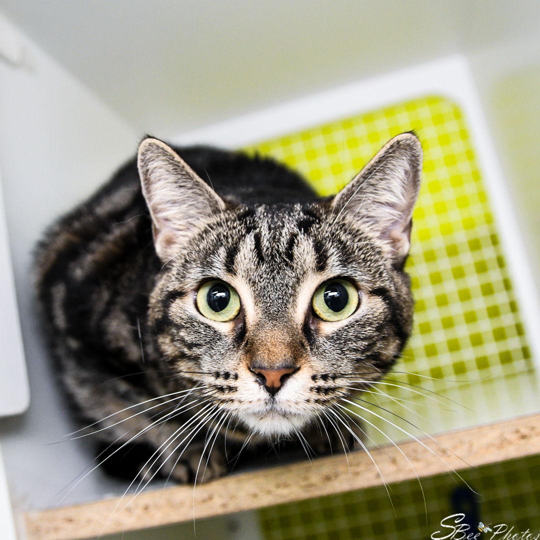 Sage, Adoptable, Young Female Domestic Short Hair.