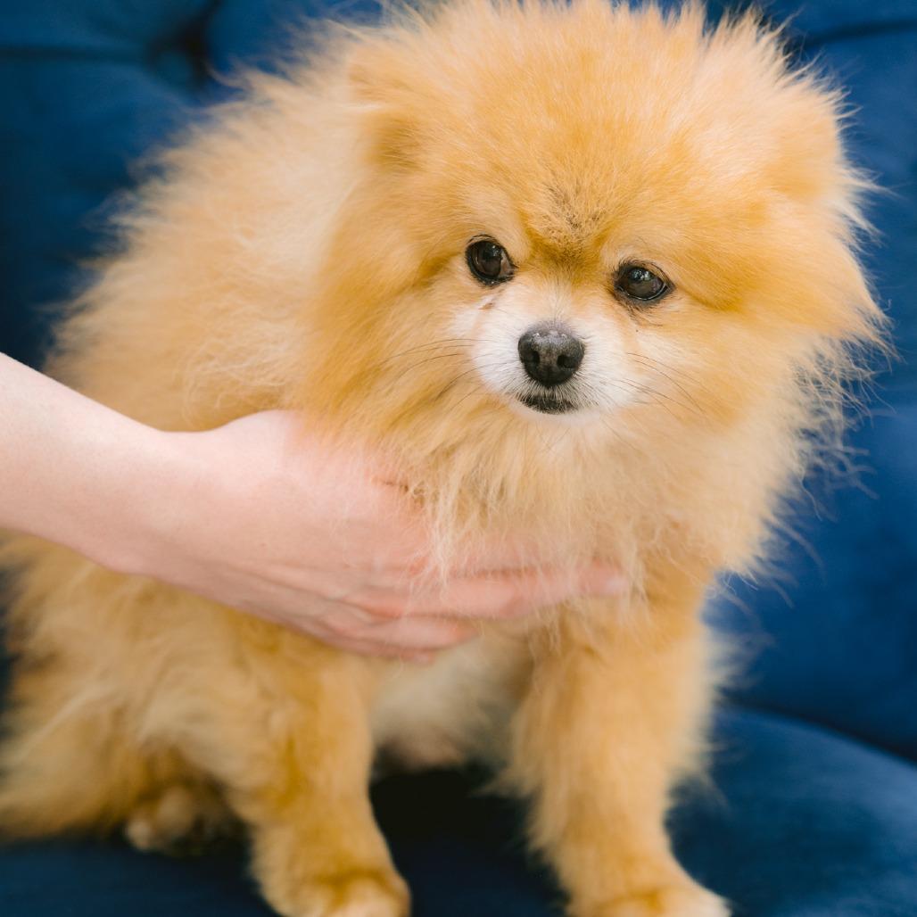 Enlarge Tigger, an adopted Pomeranian in Zionsville, IN image 1/1