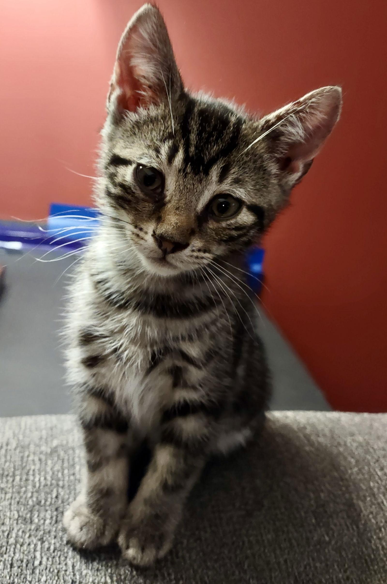 Gelato, Adopted, Kitten Male Domestic Short Hair.