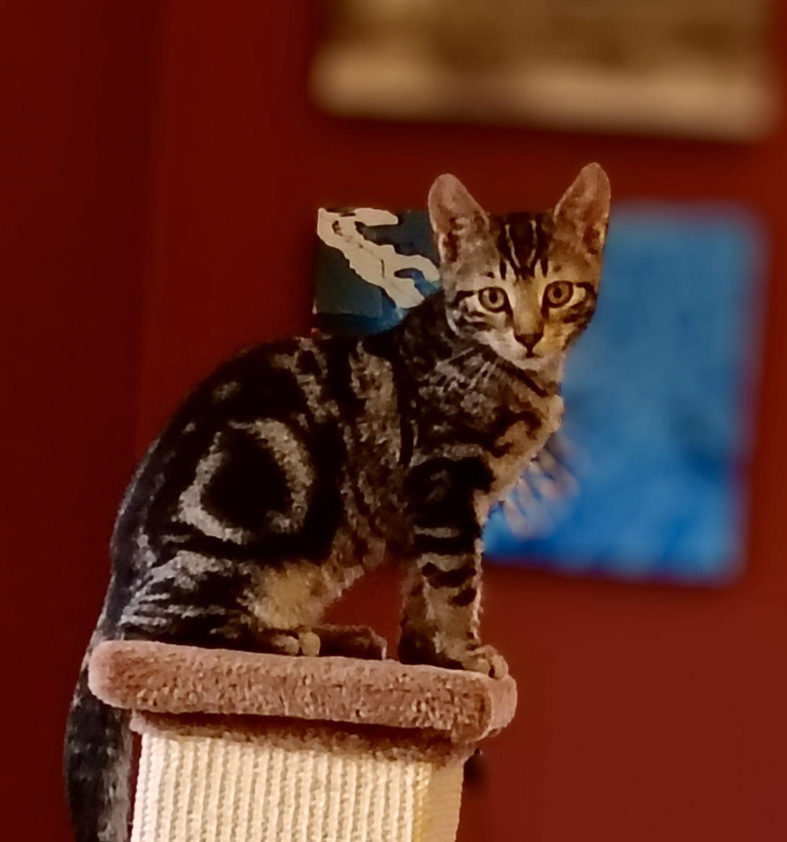 Gelato, a Adopted Domestic Short Hair in Penndel, PA image 2/3