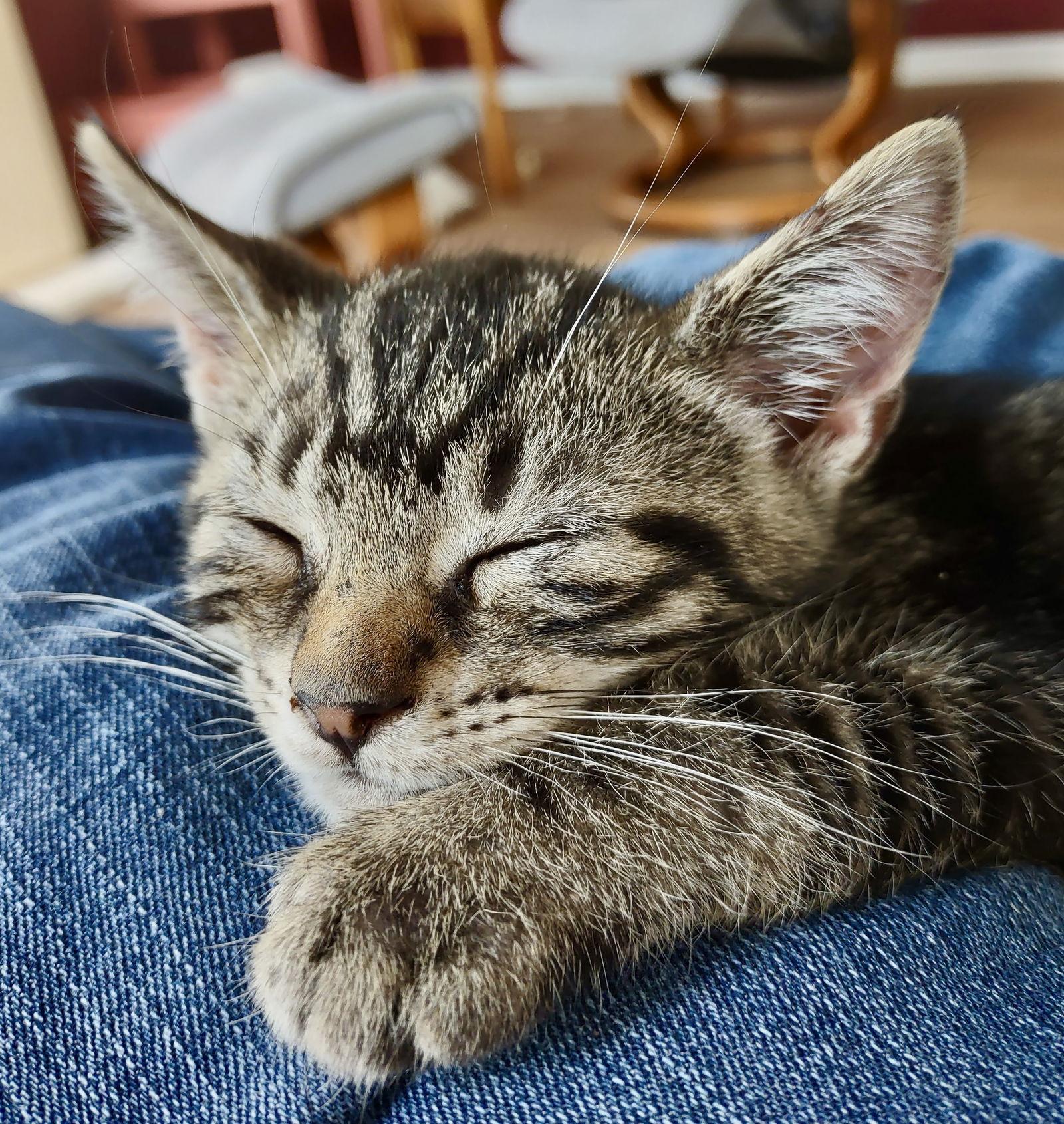 Gelato, a Adopted Domestic Short Hair in Penndel, PA image 3/3