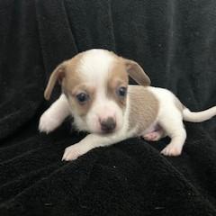 Enlarge Bobo, a ADOPTABLE mixed breed in Tulsa, OK image 1/1