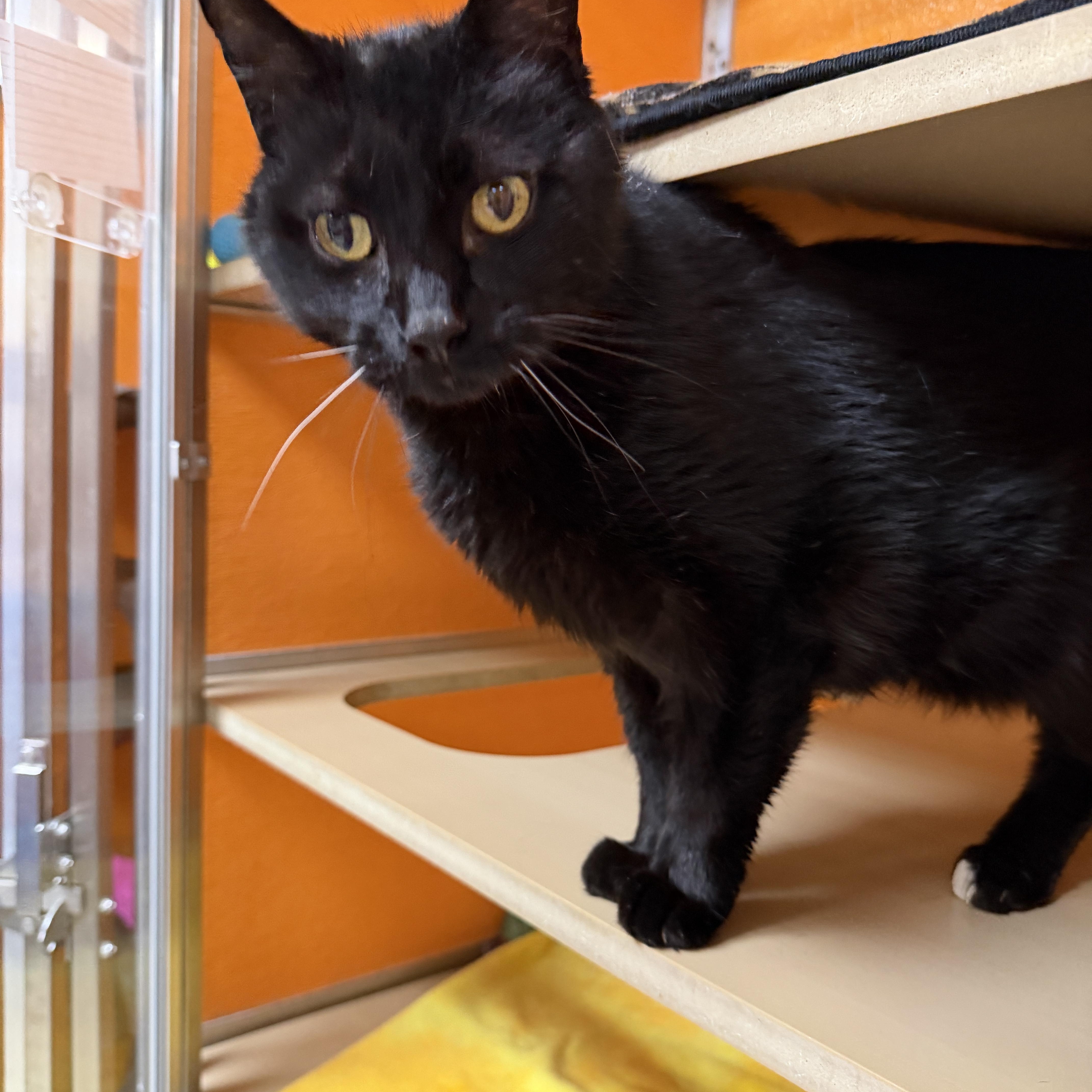 Enlarge Salem, a Adoptable Domestic Short Hair in Elyria, OH image 2/4