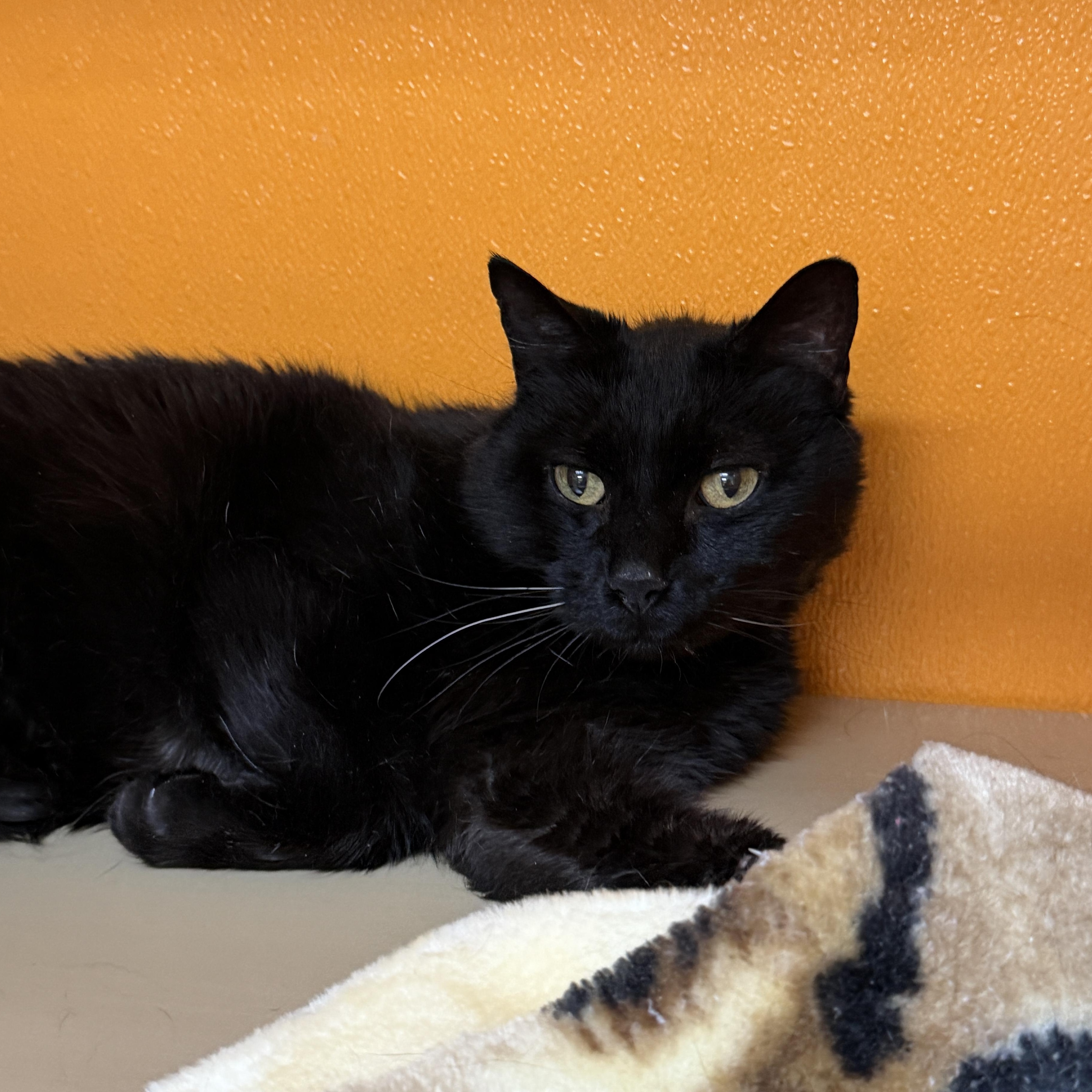 Enlarge Salem, a Adoptable Domestic Short Hair in Elyria, OH image 3/4