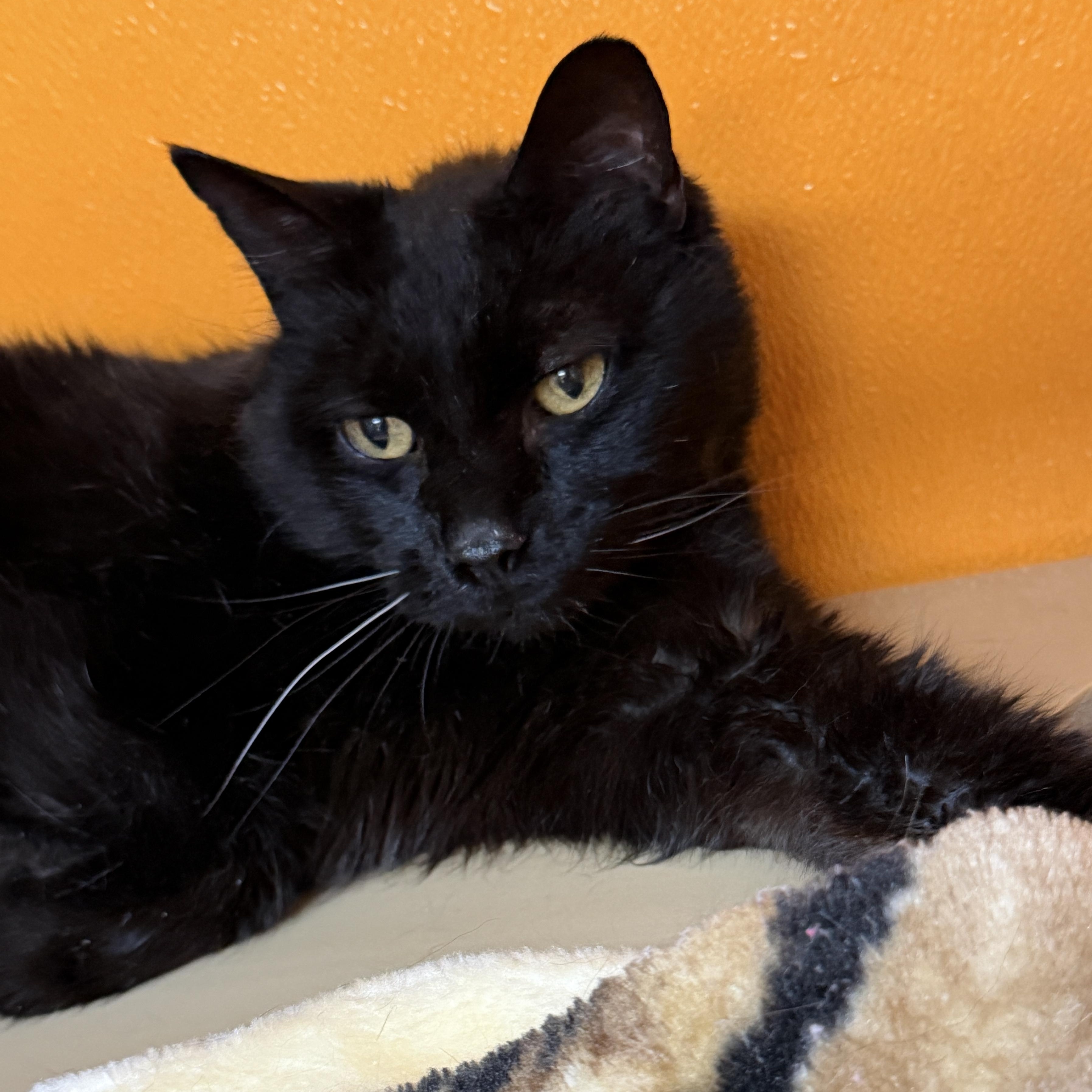 Salem, Adoptable, Senior Male Domestic Short Hair.