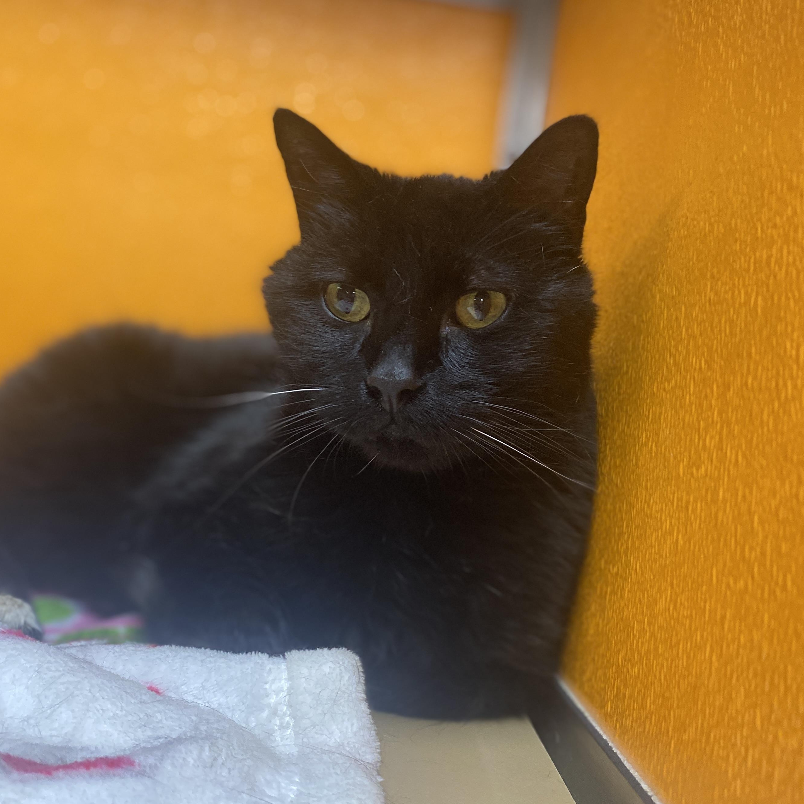 Salem, Adoptable, Senior Male Domestic Short Hair.