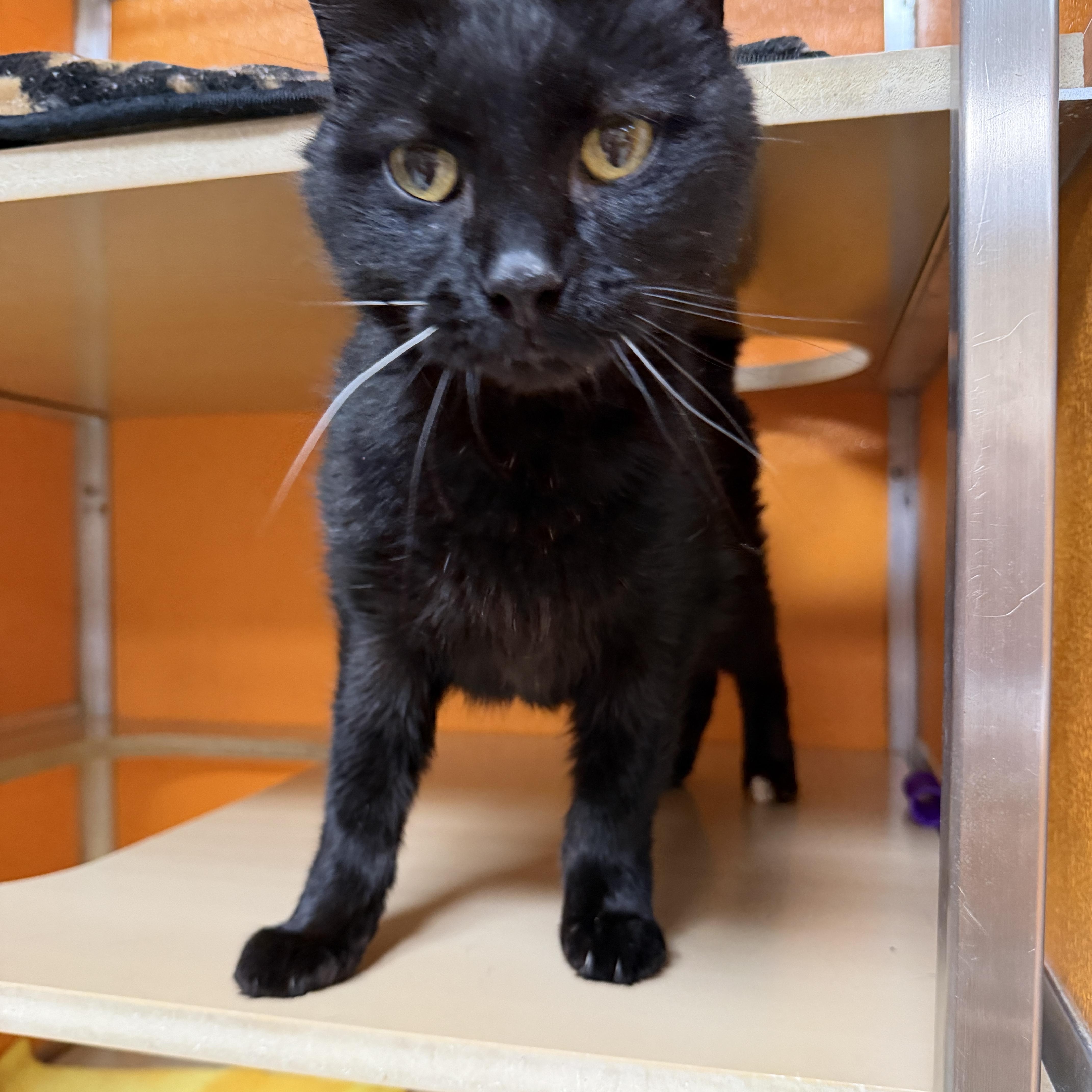 Enlarge Salem, a Adoptable Domestic Short Hair in Elyria, OH image 4/4