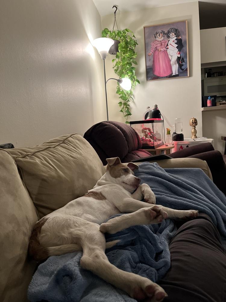 Enlarge Scoops, a Adoptable mixed breed in Denver, CO image 1/6