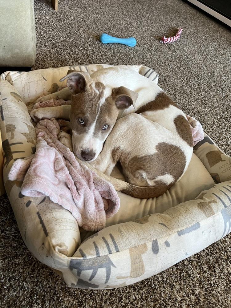 Enlarge Scoops, a Adoptable mixed breed in Denver, CO image 2/6