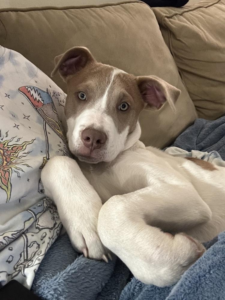 Enlarge Scoops, a Adoptable mixed breed in Denver, CO image 3/6