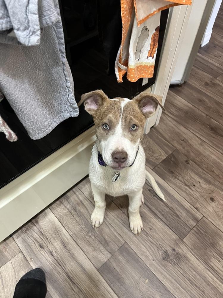 Enlarge Scoops, a Adoptable mixed breed in Denver, CO image 4/6