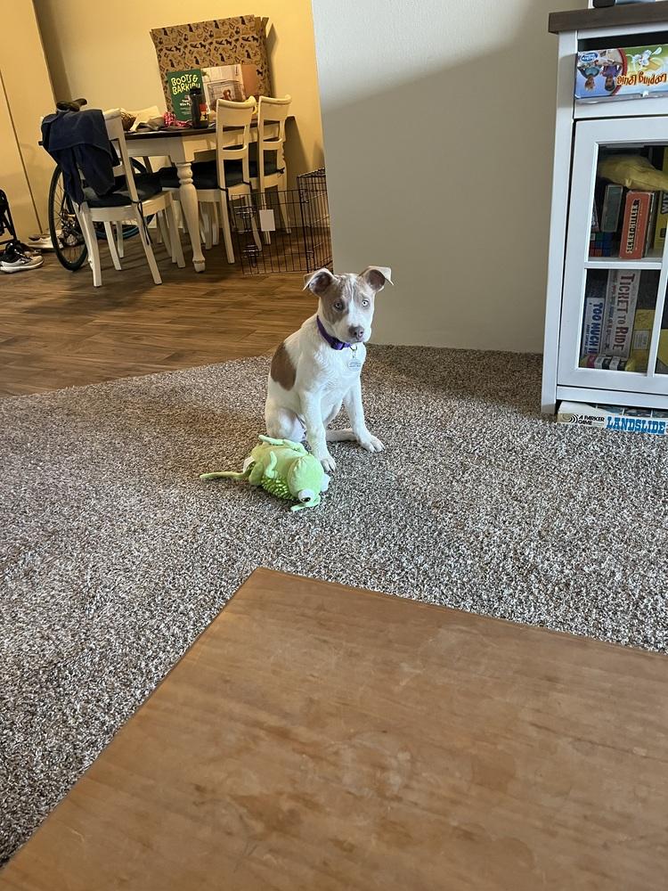 Enlarge Scoops, a Adoptable mixed breed in Denver, CO image 5/6