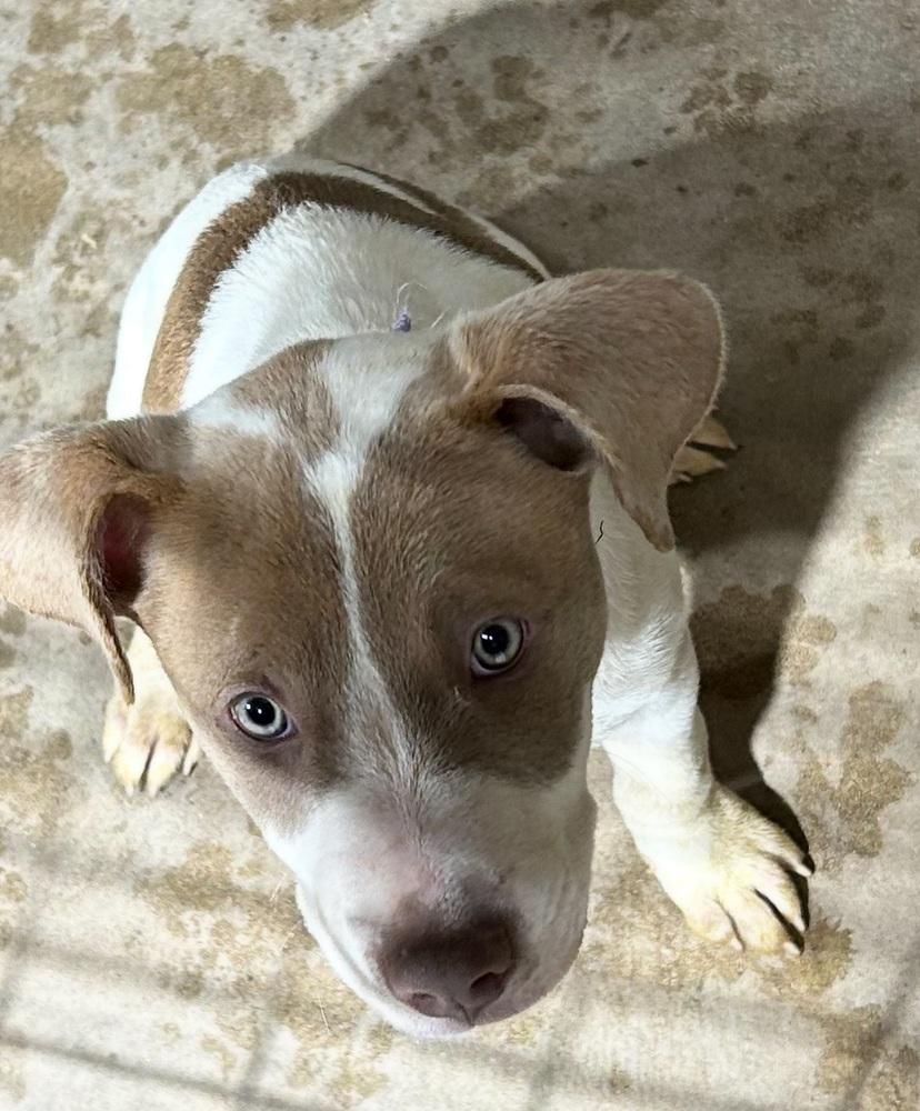 Enlarge Scoops, a Adoptable mixed breed in Denver, CO image 6/6