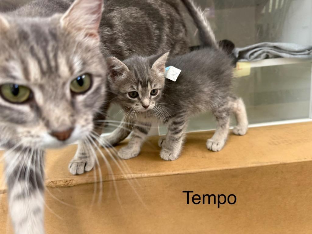 Golden Tempo, Adoptable, Kitten Female Domestic Short Hair.
