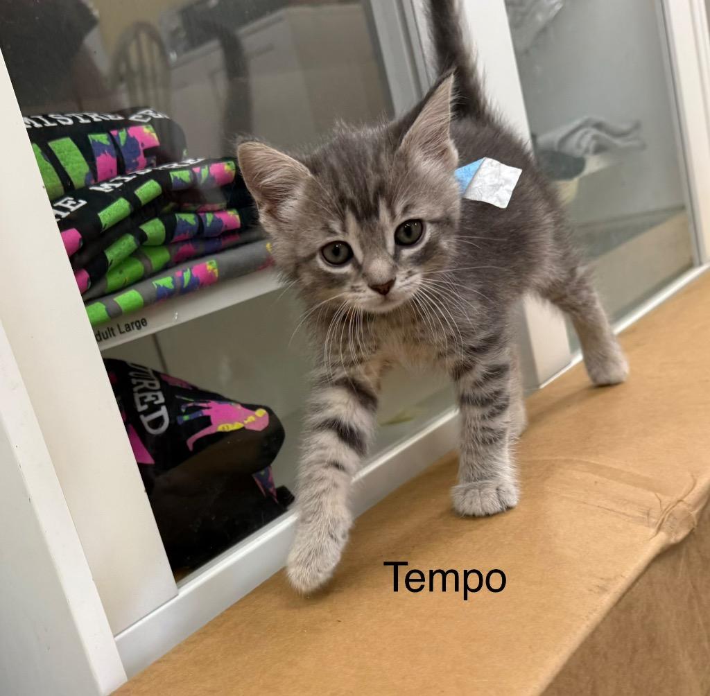 Enlarge Golden Tempo, a Adoptable mixed breed in Syracuse, IN image 3/3