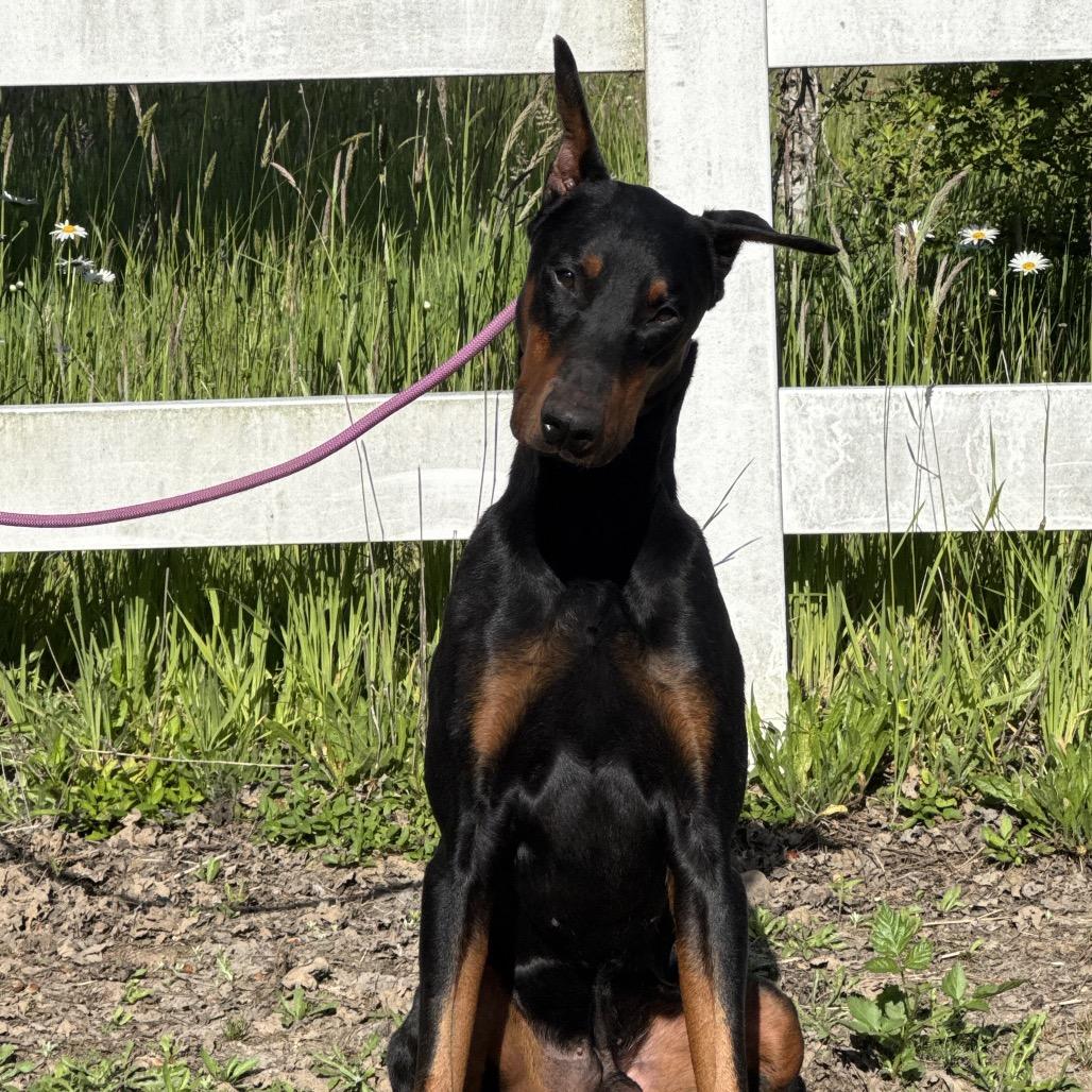 Zeus, a Adoptable Doberman Pinscher in Studio City, CA image 1/5