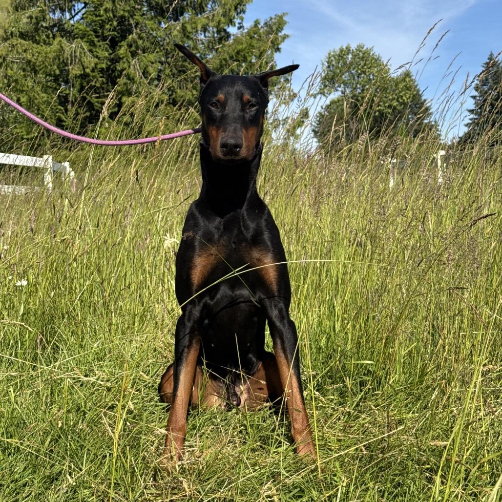 Zeus, a Adoptable Doberman Pinscher in Studio City, CA image 2/5