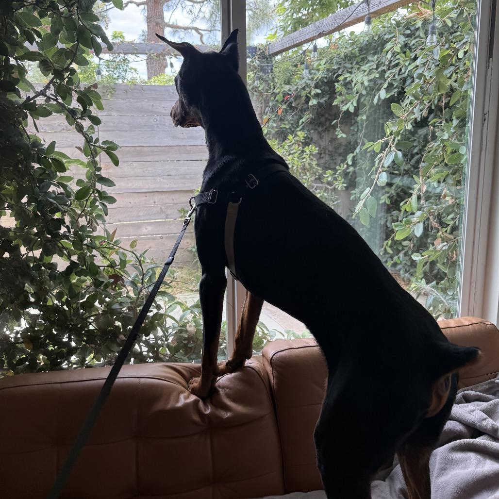 Zeus, a Adoptable Doberman Pinscher in Studio City, CA image 3/5