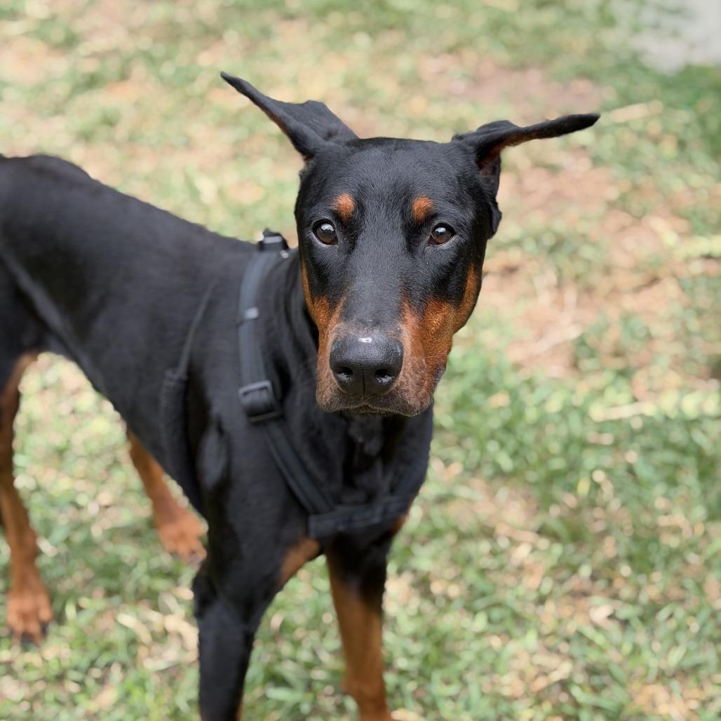 Zeus, a Adoptable Doberman Pinscher in Studio City, CA image 4/5