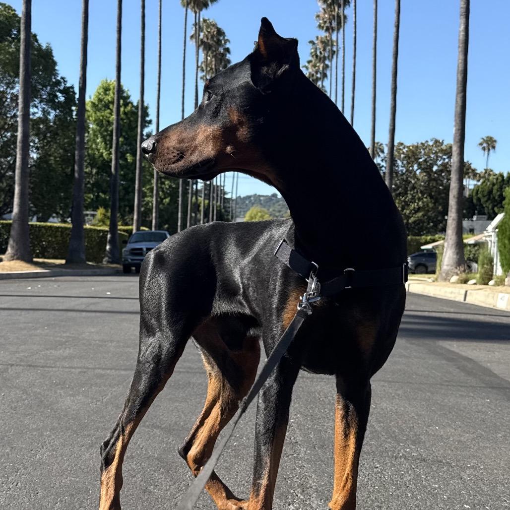 Zeus, a Adoptable Doberman Pinscher in Studio City, CA image 5/5