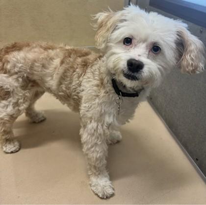 Millie, Adoptable, Young Female Mixed Breed & Mixed Breed.