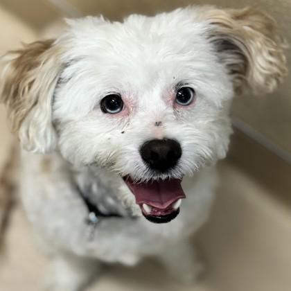 Millie, an adopted mixed breed in Pleasanton, CA image 2/3