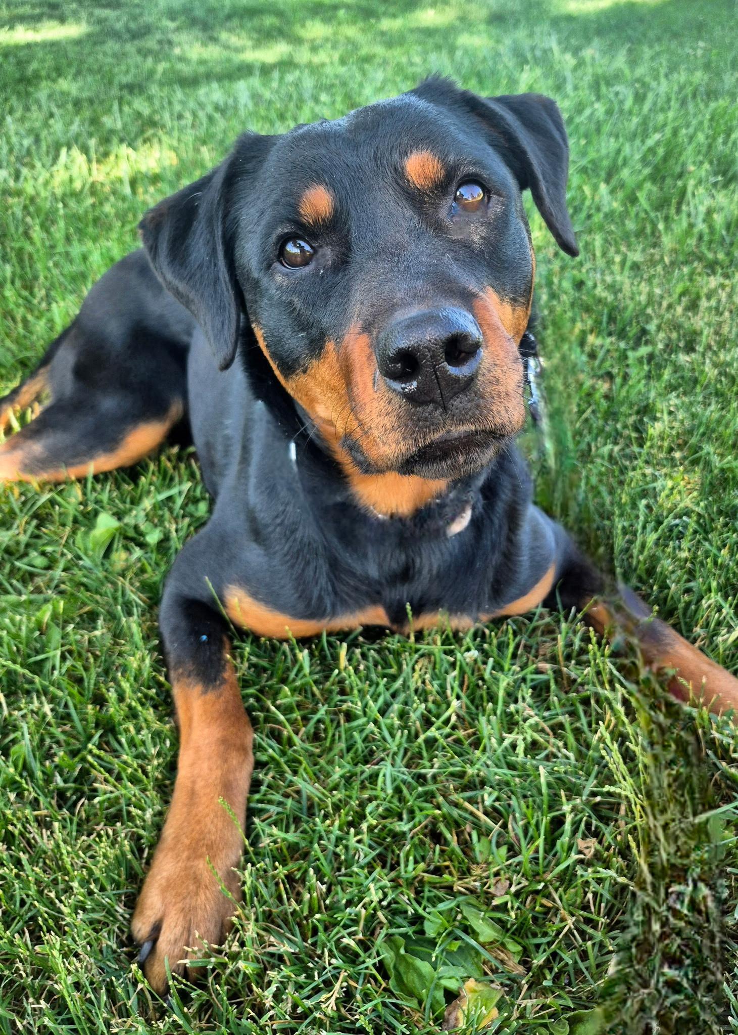Kaitlyn, Adoptable, Young Female Rottweiler.