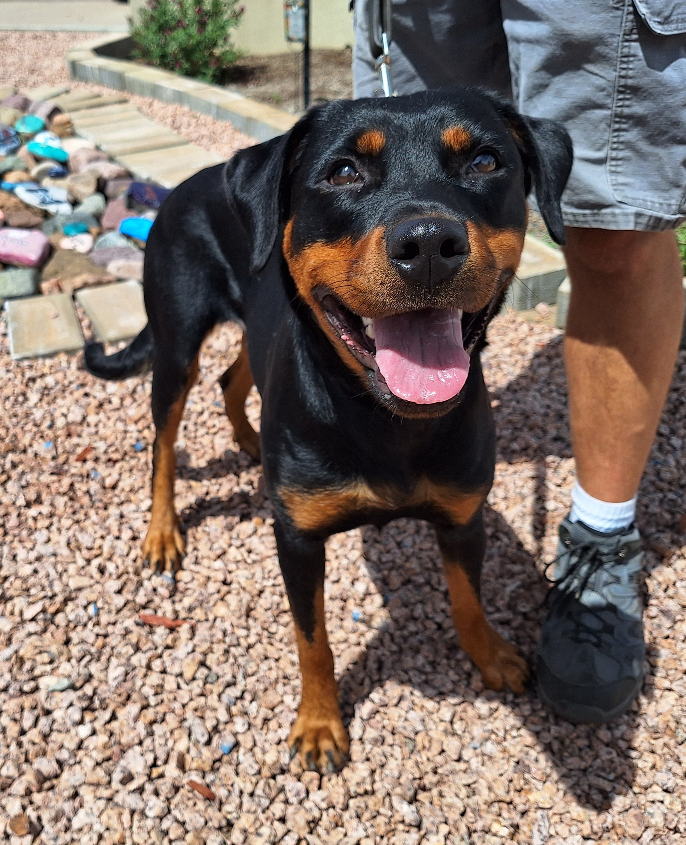 Kaitlyn, an adoptable Rottweiler in Payson, AZ, 85541 | Photo Image 3