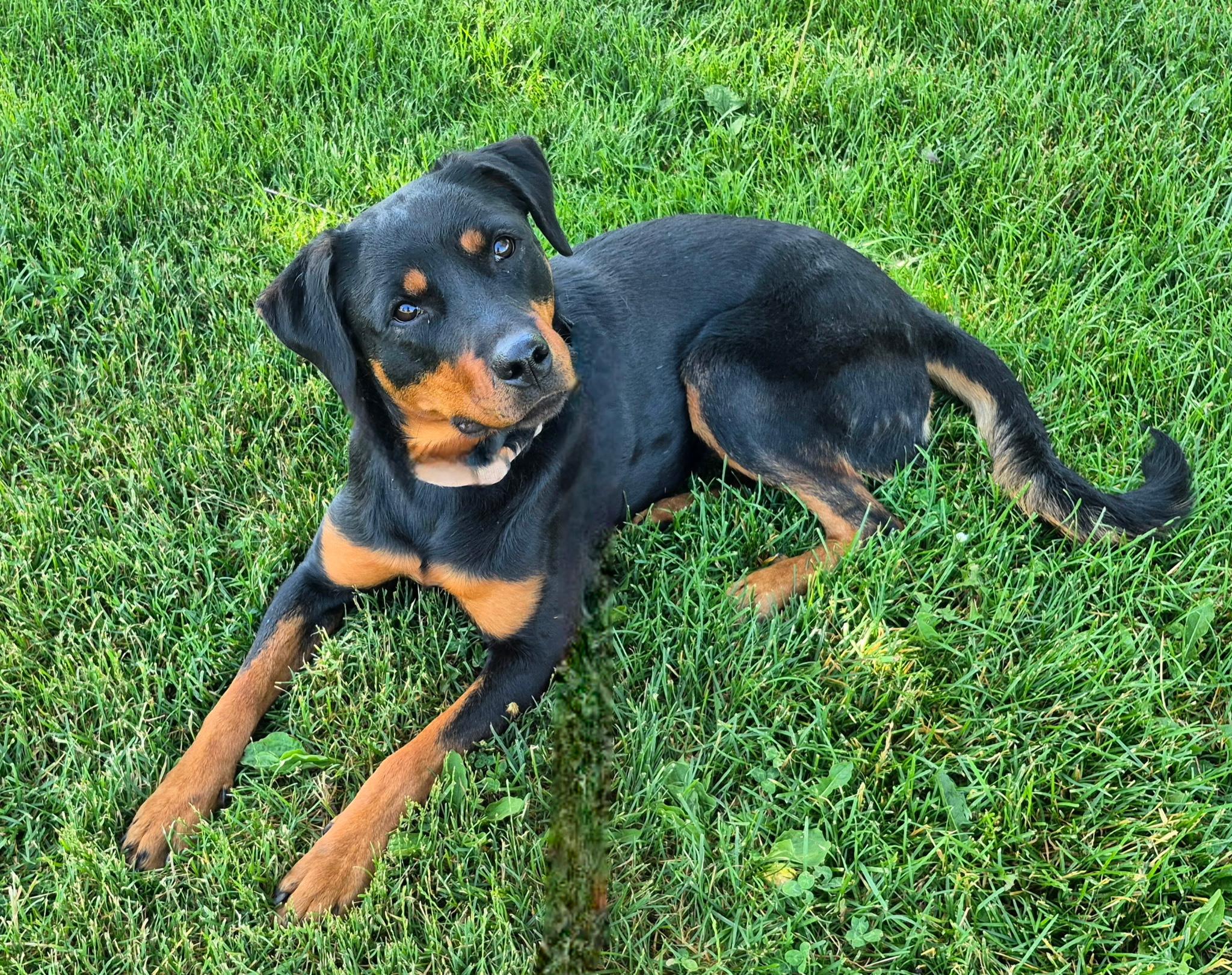 Enlarge Kaitlyn, a Adoptable mixed breed in Payson, AZ image 2/6