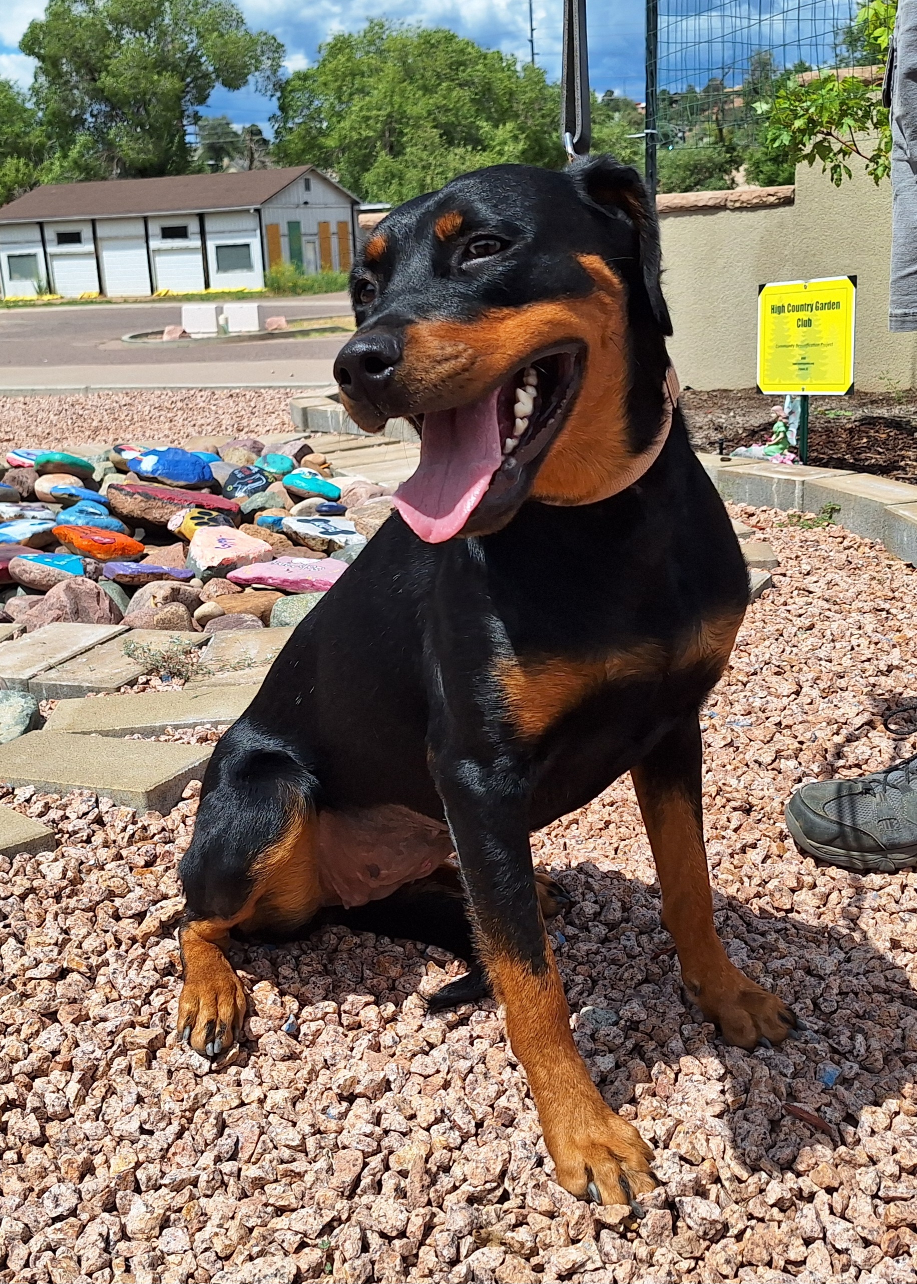 Enlarge Kaitlyn, a Adoptable mixed breed in Payson, AZ image 4/6