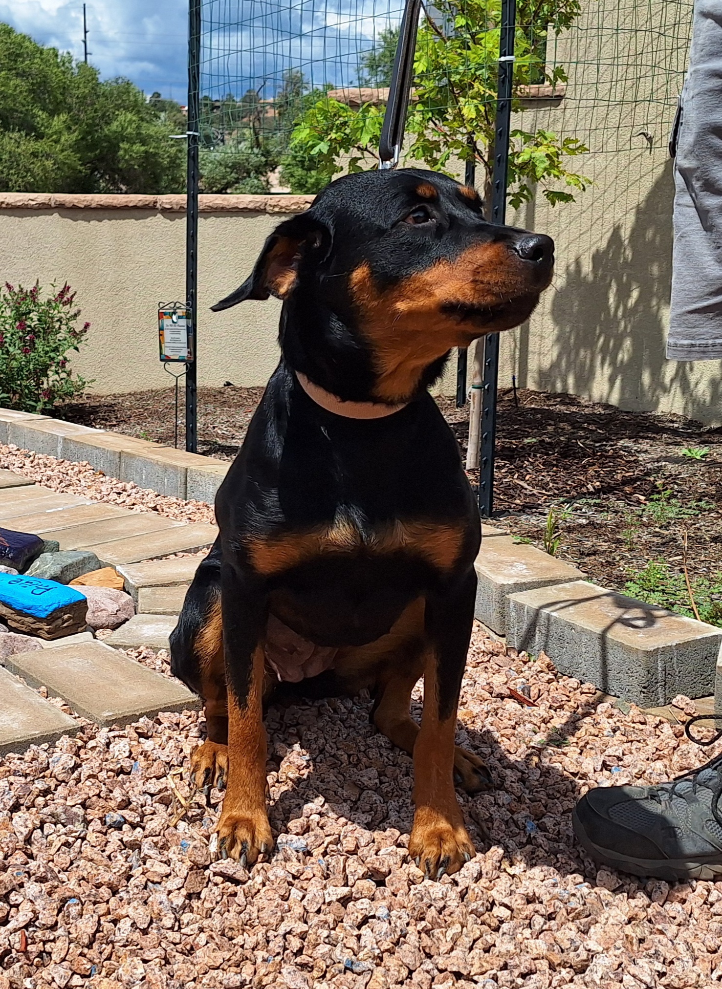 Enlarge Kaitlyn, a Adoptable mixed breed in Payson, AZ image 5/6