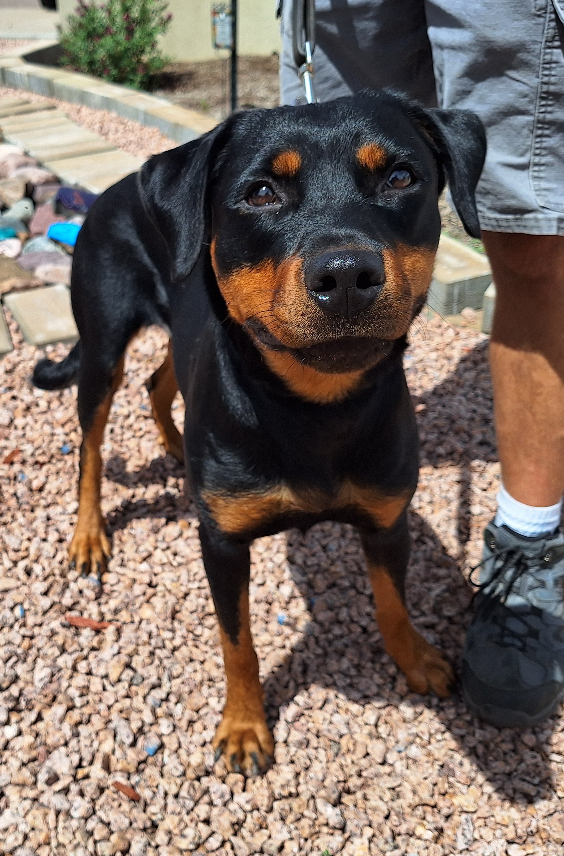 Enlarge Kaitlyn, a Adoptable mixed breed in Payson, AZ image 6/6