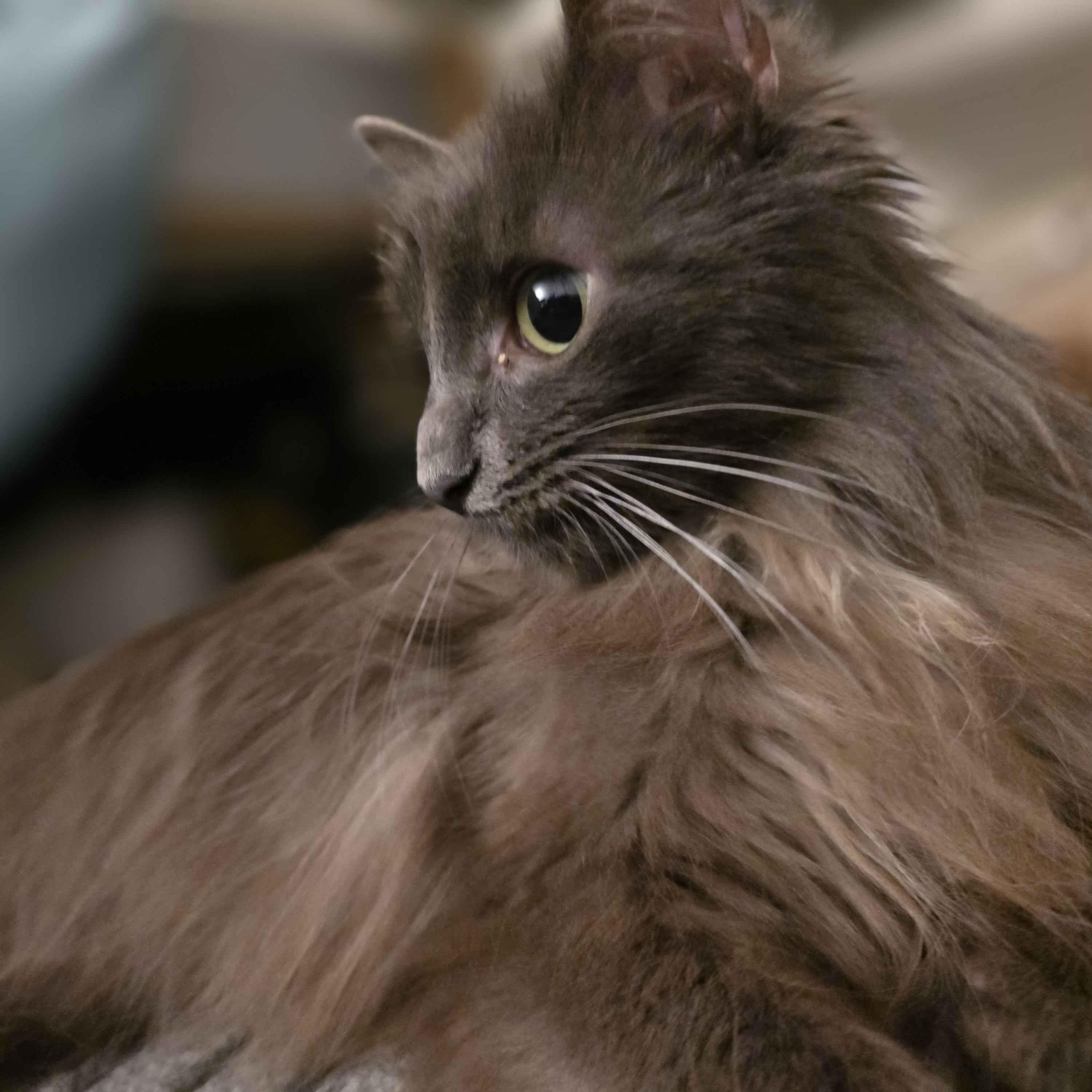 Enlarge Blueberry, a ADOPTABLE Domestic Long Hair in Piscataway, NJ image 3/4