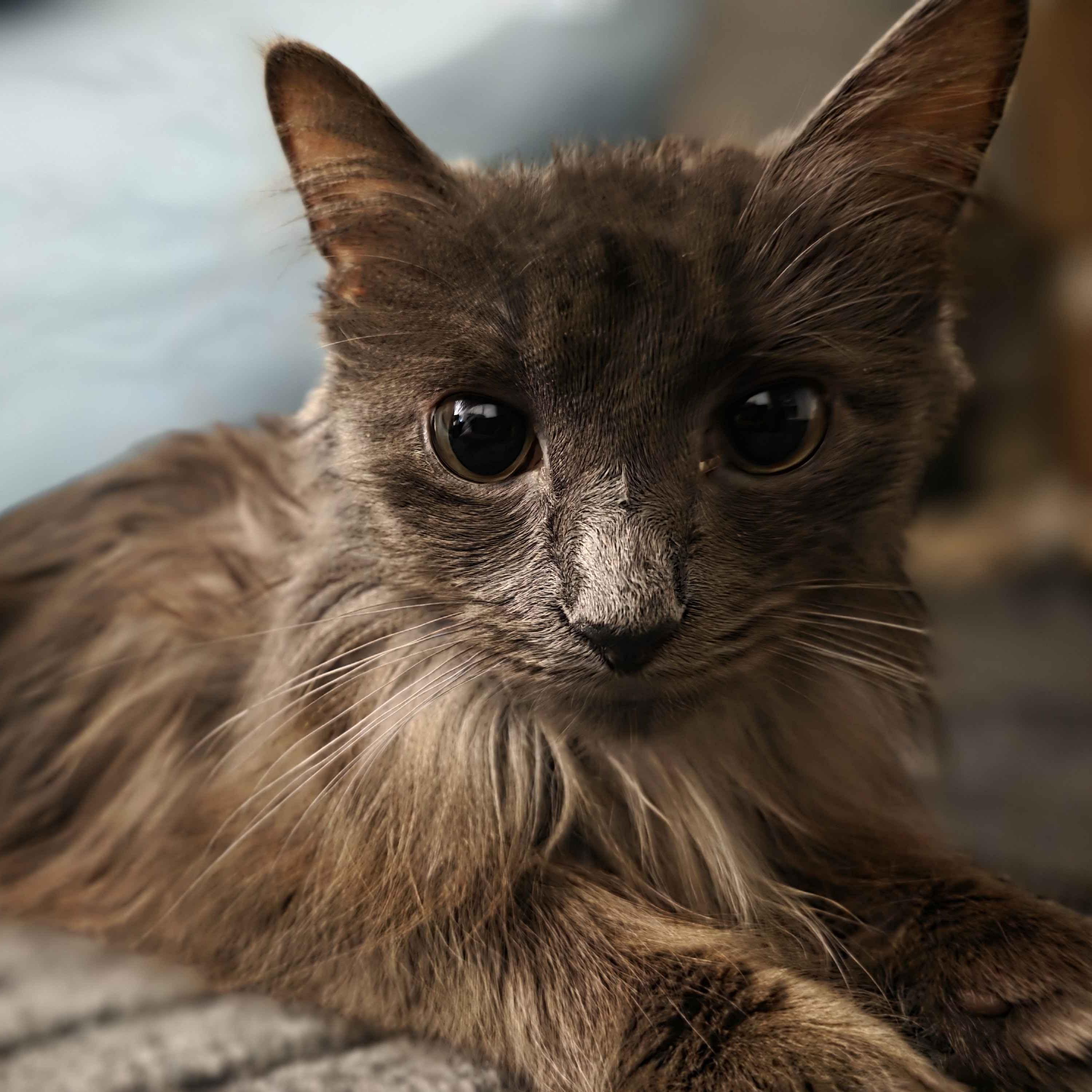 Blueberry, ADOPTABLE, Adult Male Domestic Long Hair.