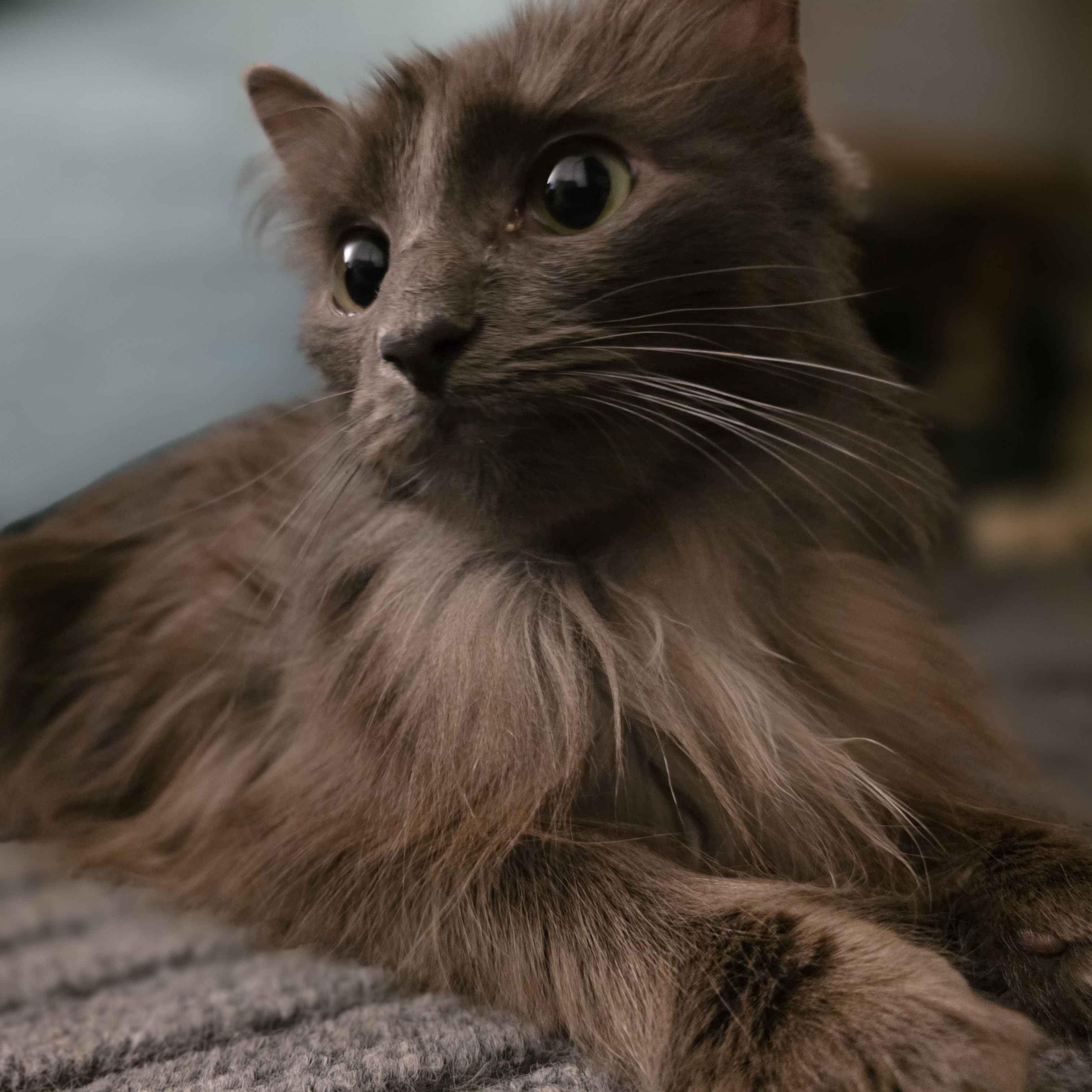 Enlarge Blueberry, a ADOPTABLE Domestic Long Hair in Piscataway, NJ image 2/4