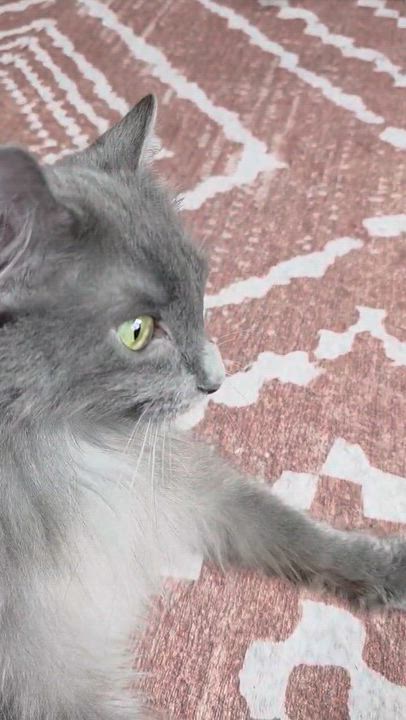 Enlarge Blueberry, a ADOPTABLE Domestic Long Hair in Piscataway, NJ video 4/4